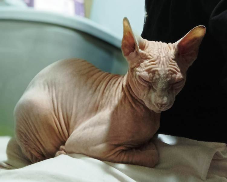 AdopFelinasVLC's tweet photo. #SORTU aprovechando el solete matinal de primavera, y calentando su cuerpo de #sphynx
🌞🥰
https://t.co/7gtKuiwXzP? https://t.co/NRWDCeG16Y