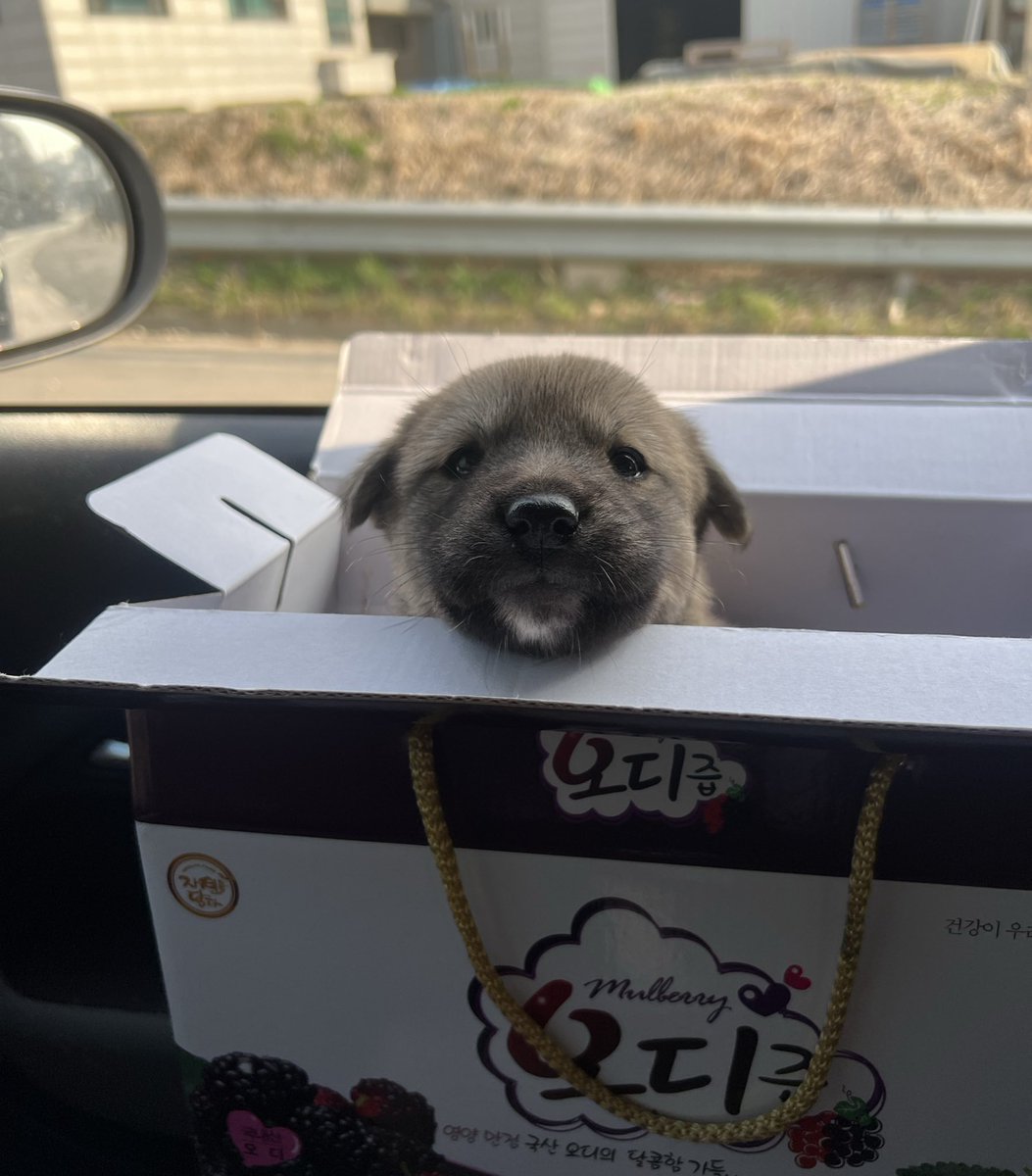 ⭐️럭키&일곱 꼬물이 가족찾아요⭐️ tweet media