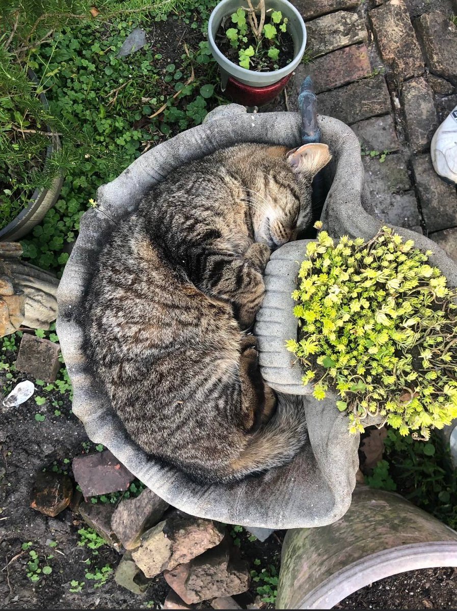 The Cats 𝕏 tweet media