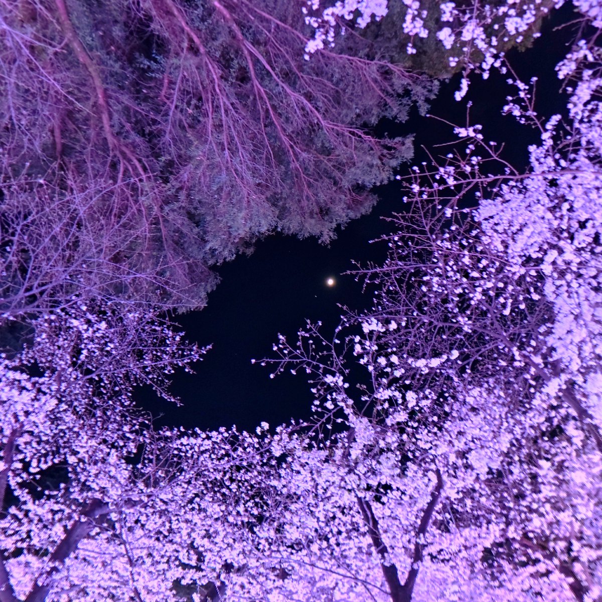 岡本ミヤビ tweet media