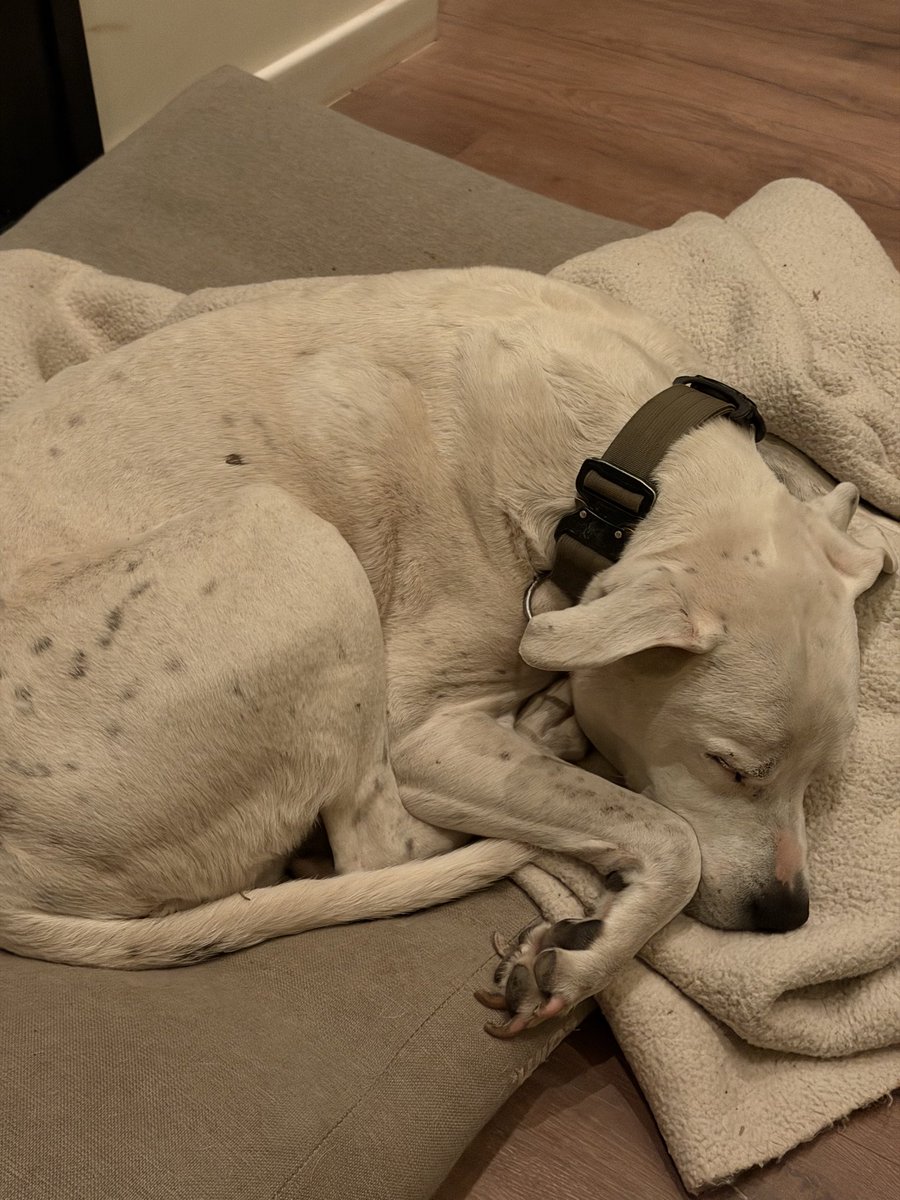 SupraPixel tweet media