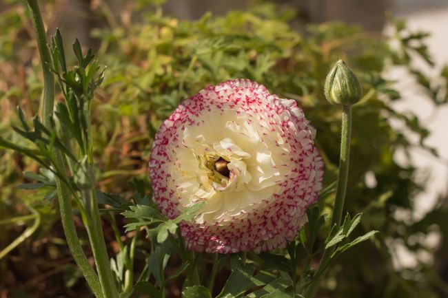 MomentsintheG's tweet photo. Very happy with this variety of ranunculus I bought at the Greenery.  @thegreenerykelowna #ranunculus #springflowering #containergardening #floralphotography #momentsinthegardenphotography https://t.co/es40Rg0abG