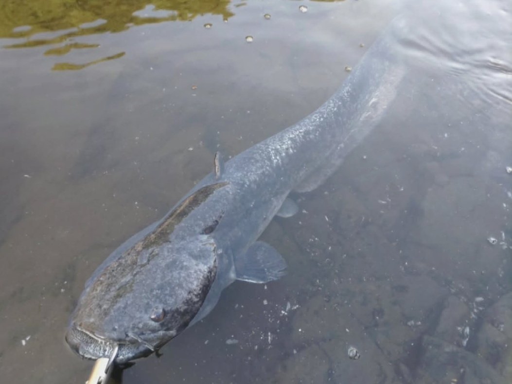 琵琶湖大ナマズって 和鯰と形も歯も全然違う魚🫣🫣 顔はコチのように平べったく 歯は鋭く全て内向き…😱 怪魚です🥸 #bassfishing ...