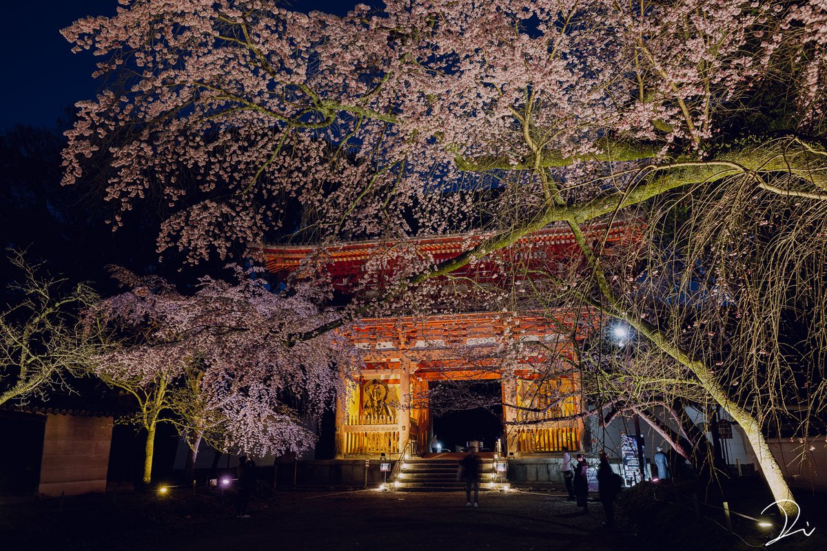 稲田大樹 / Daiki Inada tweet media