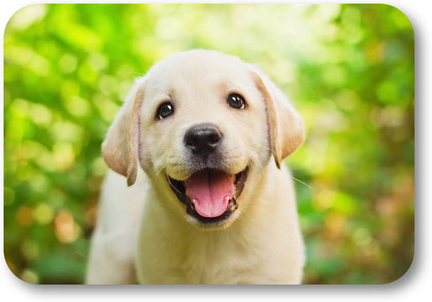 NoGaDogTraining's tweet photo. How Can I Tell If My Dog Is Truly Happy? Part of having a well-behaved and loving dog is to have a happy dog. #dogtraining #dogtrainer #dogtrainingnearme #homedogtraining #obediencetraining https://t.co/AdxshB2yZa https://t.co/4sgtNIvfZZ