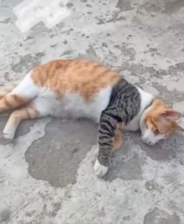 The Cats 𝕏 tweet media