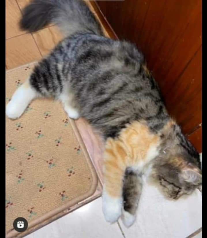 The Cats 𝕏 tweet media