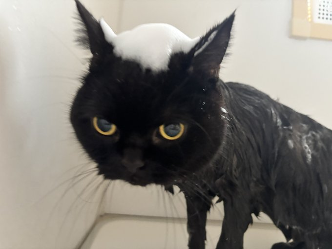 WifPrimate tweet media