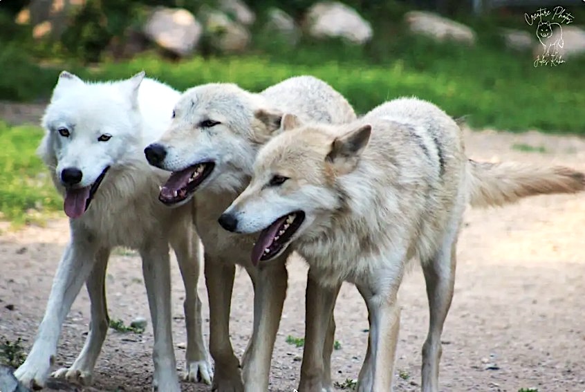 International Wolf Center tweet media