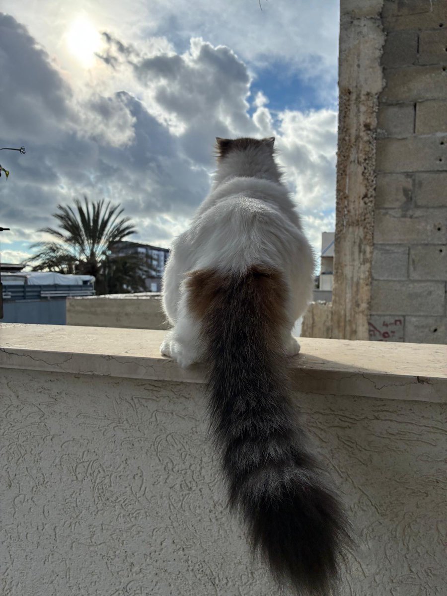 Anat Kamm tweet media