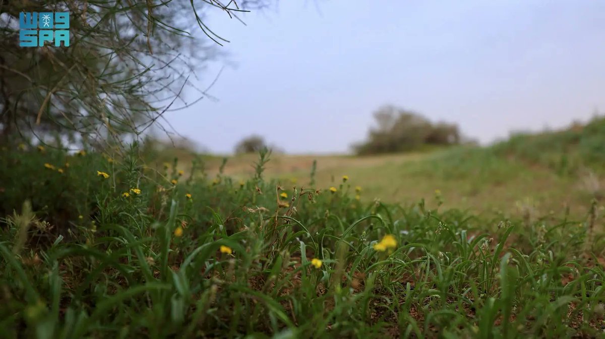 واس جودة الحياة tweet media