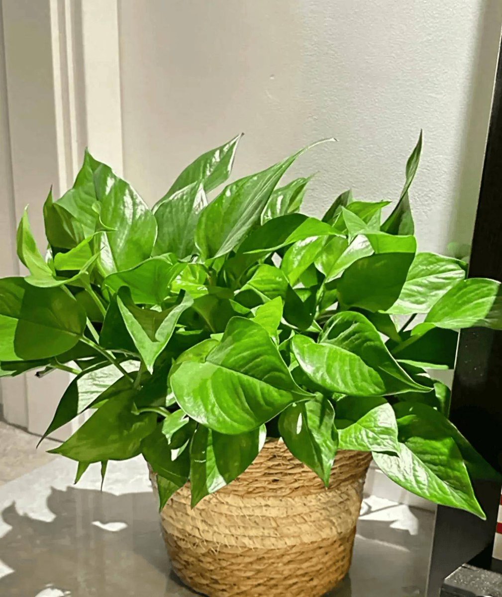 pheron69 tweet media