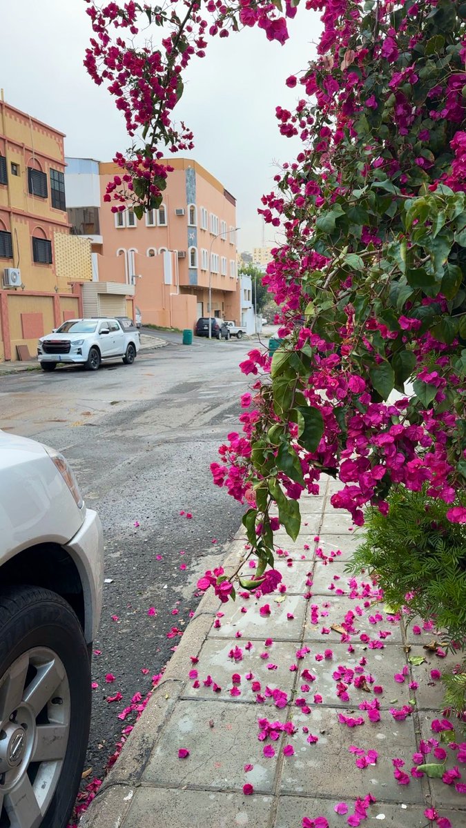 جواهر  tweet media