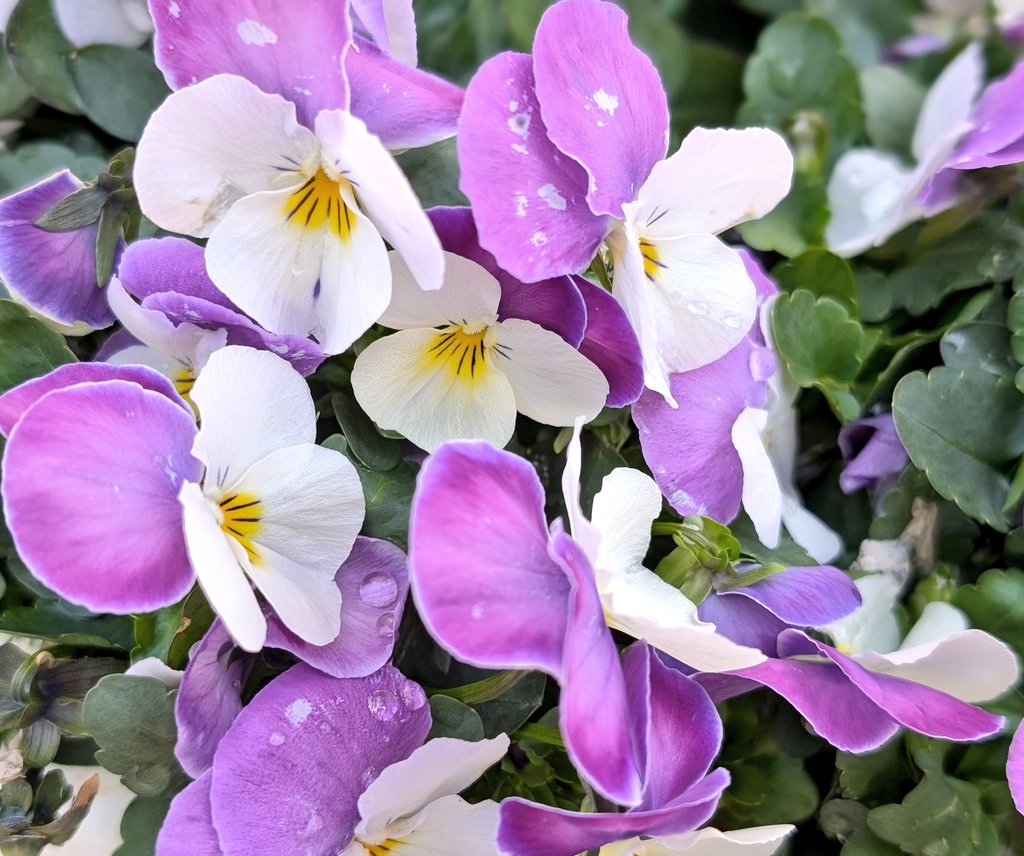 セデルdeじゅする tweet media