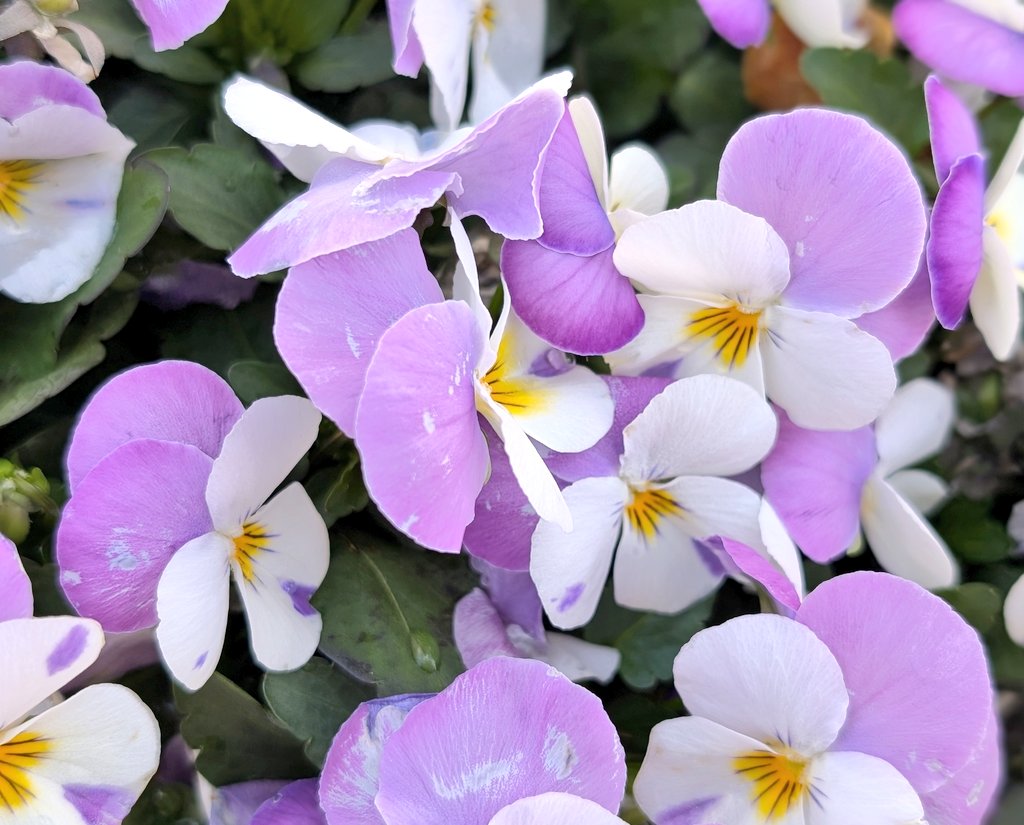 セデルdeじゅする tweet media