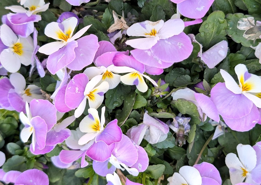 セデルdeじゅする tweet media