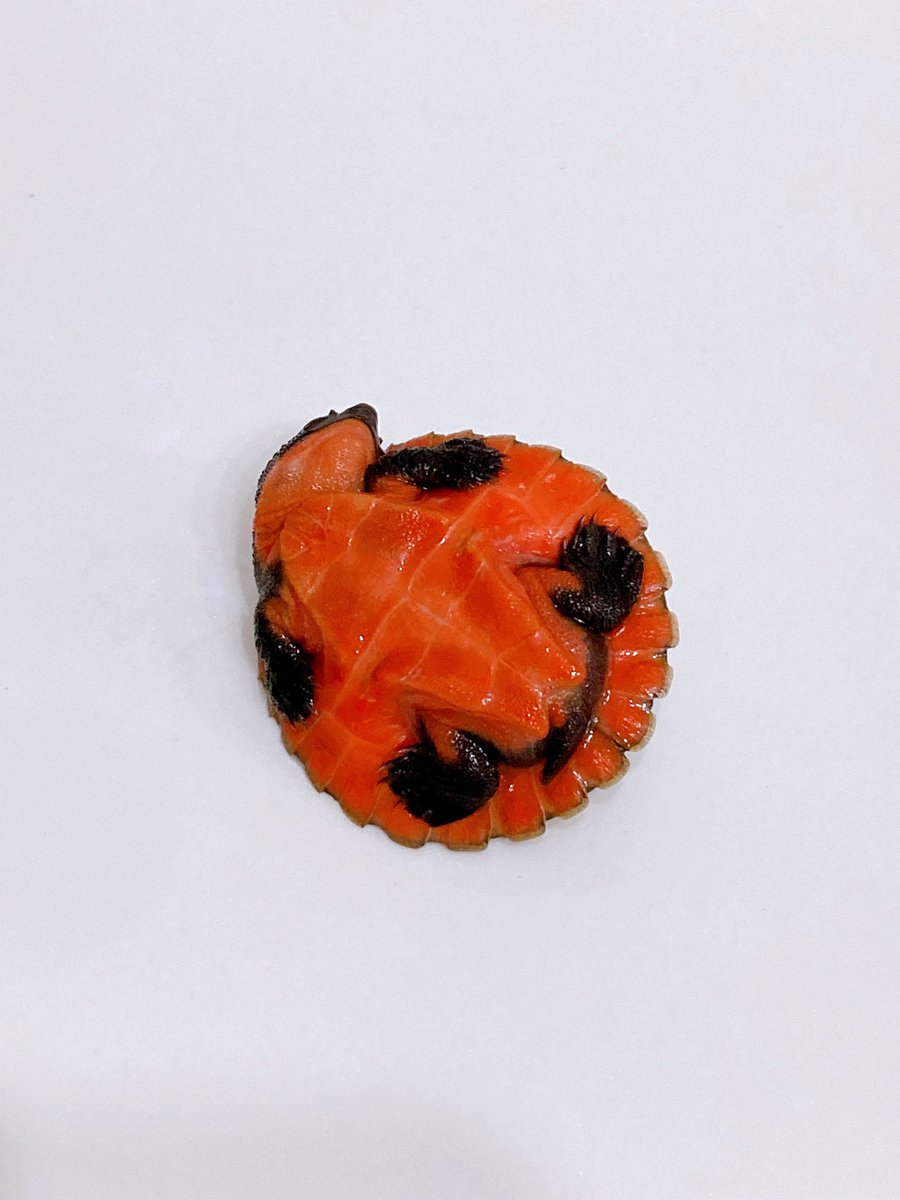 ELMER l エルマー@4/26(日) JH静岡 tweet media