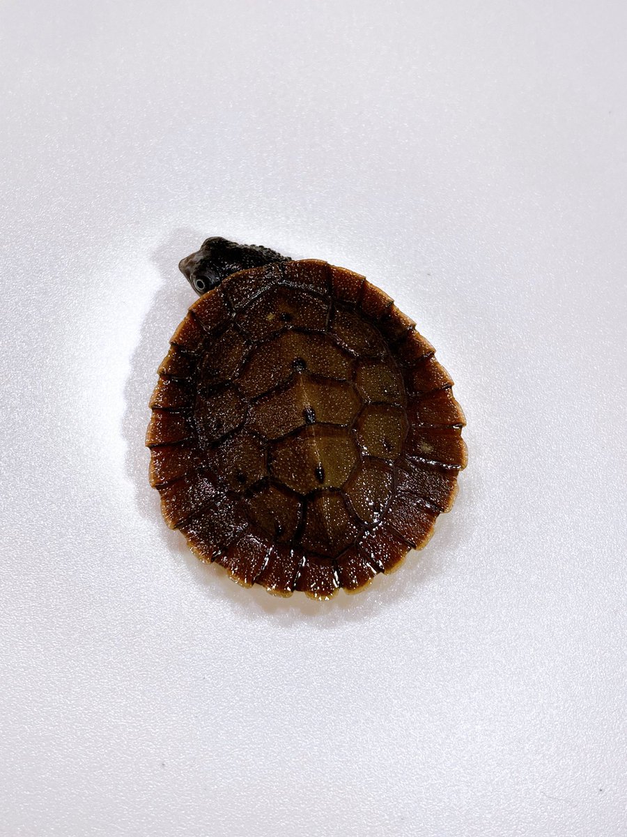 ELMER l エルマー@4/26(日) JH静岡 tweet media