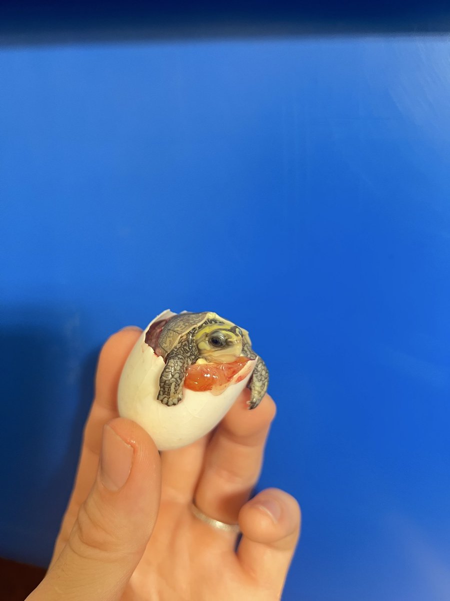 じゅんクワ tweet media