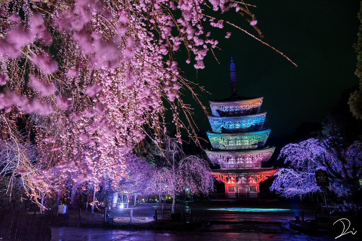 稲田大樹 / Daiki Inada tweet media