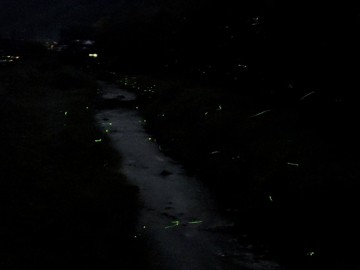 すごろく処 猫の地球儀 tweet media