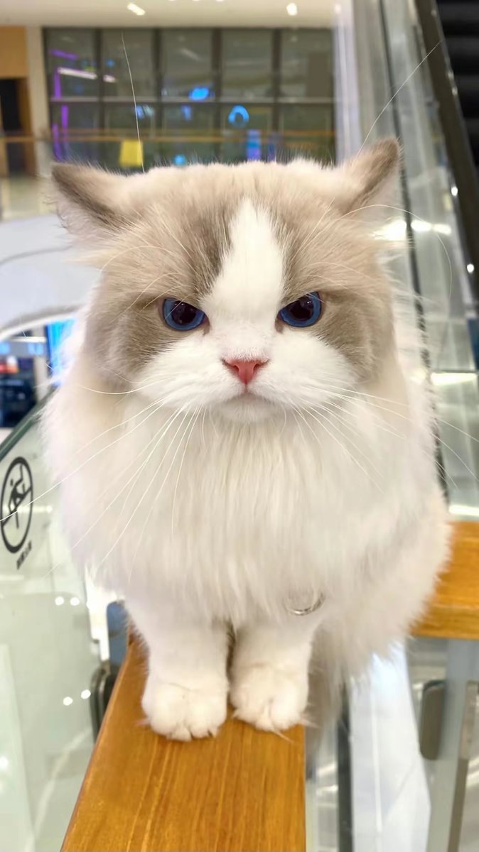 Der User tweet media