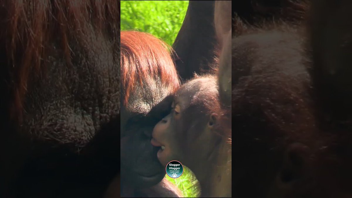 SloggerVlogger's tweet image. 👄 OUCH baby Jim won't let go of mum's lip! @SloggerVlogger🌿🦧Youngster Jim is testing his mum to the limit! Biting and pulling her lip because he didn't get his way. Every parent knows this feeling! Captured at Dudley. 🦧❤️
#Orangutan #BabyAnimals #Pri… youtube.com/@SloggerVlogge…
