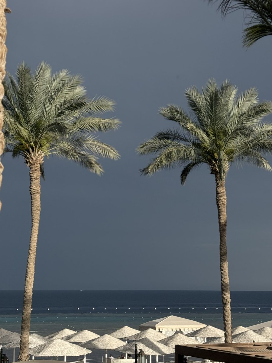 цуккини снова здесь tweet media