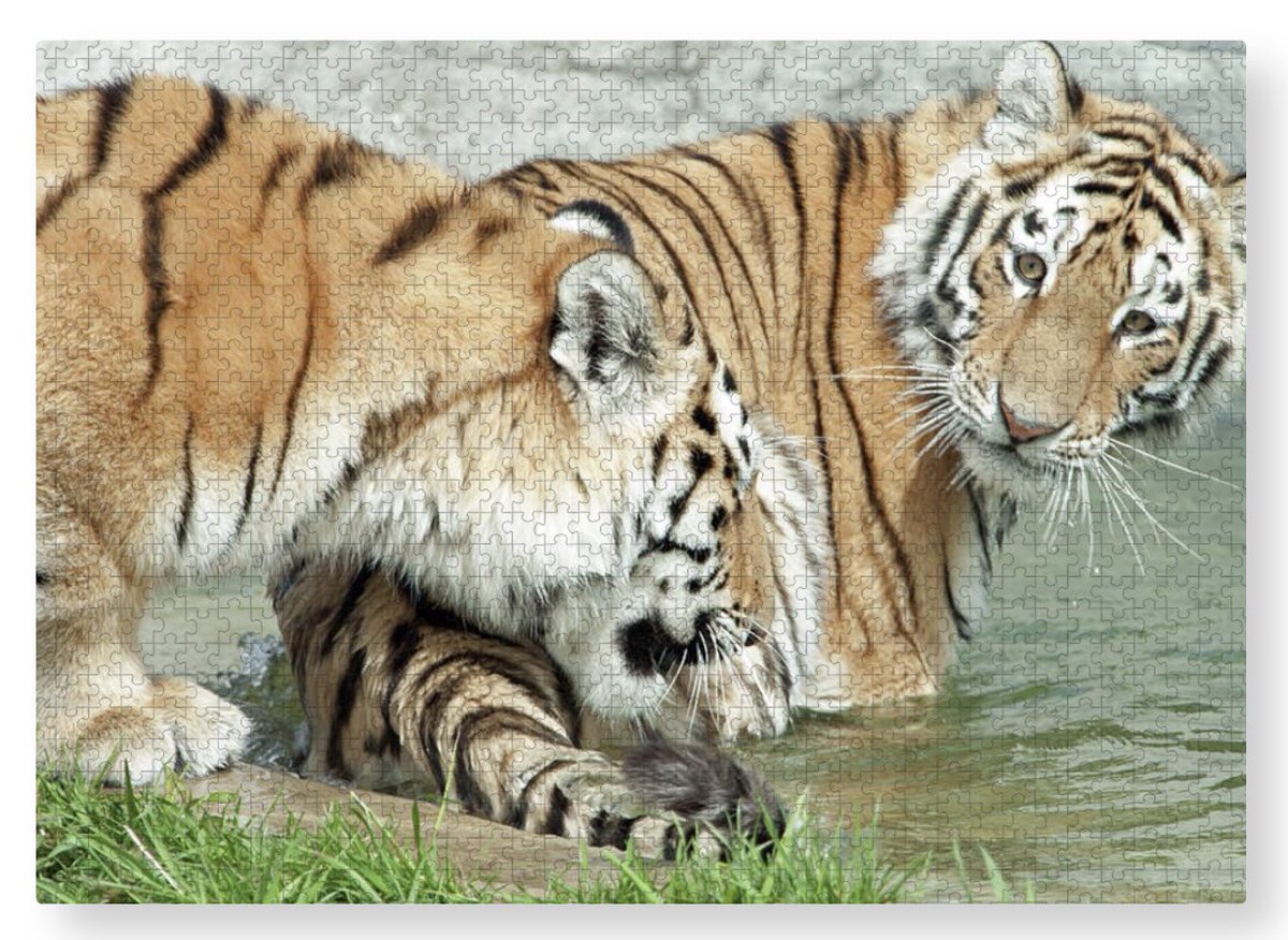 shonna99784's tweet image. Tigers Playing by The Waters Edge - Puzzle 1000 pcs shonnahawkinsphotography.com/featured/tiger…

I’m not sure ANYONE can finish this puzzle 🧩 

#Tigers #Playing #TheWaters #Edge #AmurTigers #Puzzle #JigsawPuzzle #Gifts #GiftIdeas #Fun #FamilyTime #Friends #GameNight #ShonnaHawkins