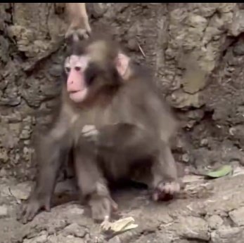 IlGuruMasciuga tweet media