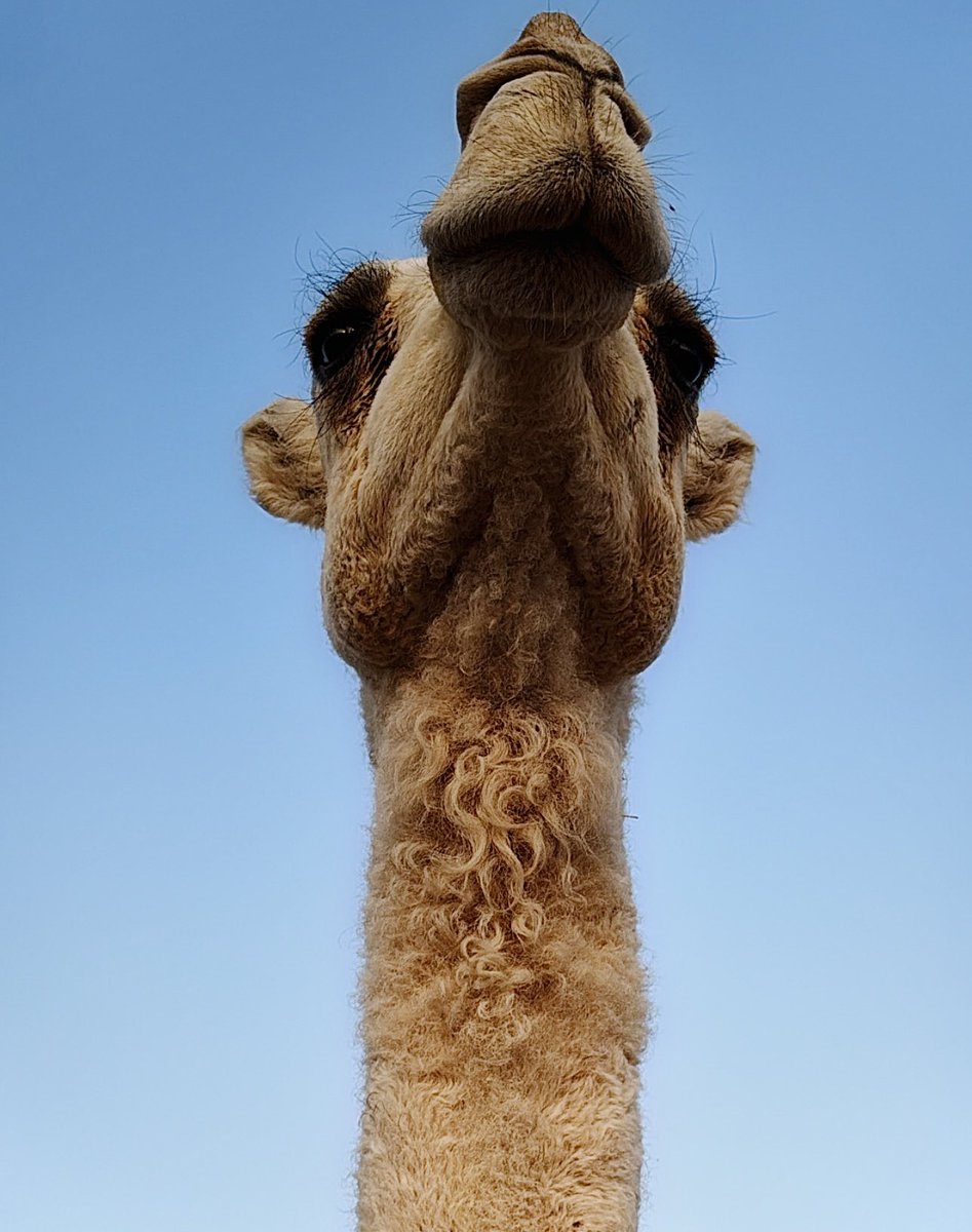 فايزة tweet media