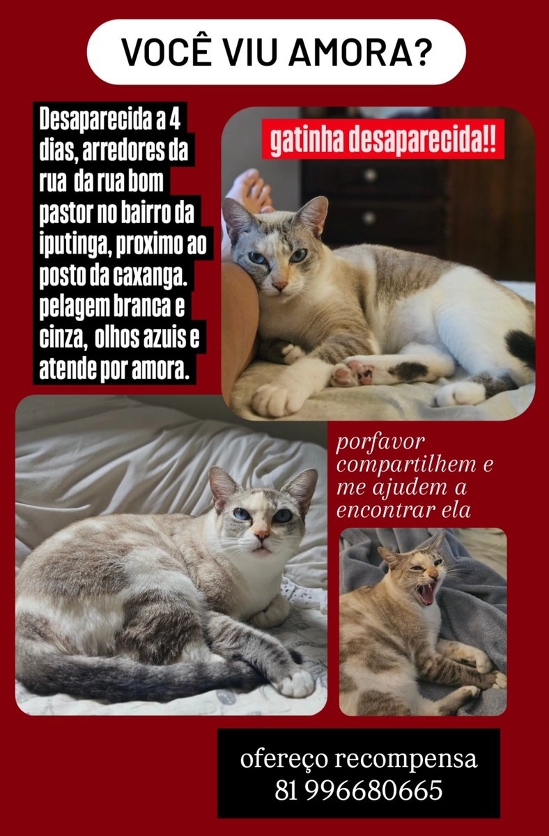 idkksaturn's tweet photo. minha gata ta desaparecida , porfavor me ajudem #rectwt no bairro da iputinga https://t.co/FTSQzprQz5