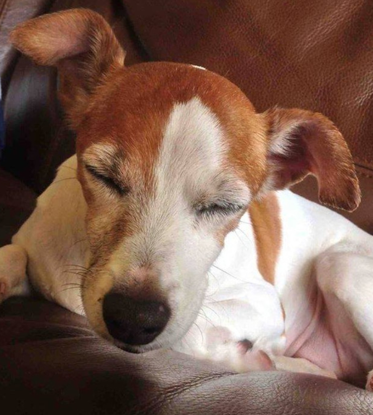 Best in Dogs tweet media