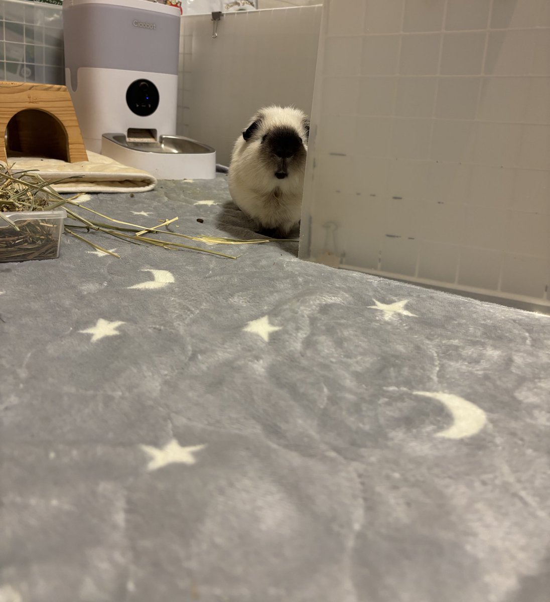 ❥ねずみい tweet media