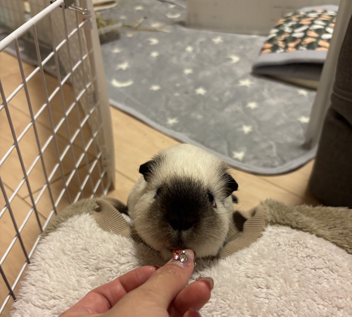 ❥ねずみい tweet media