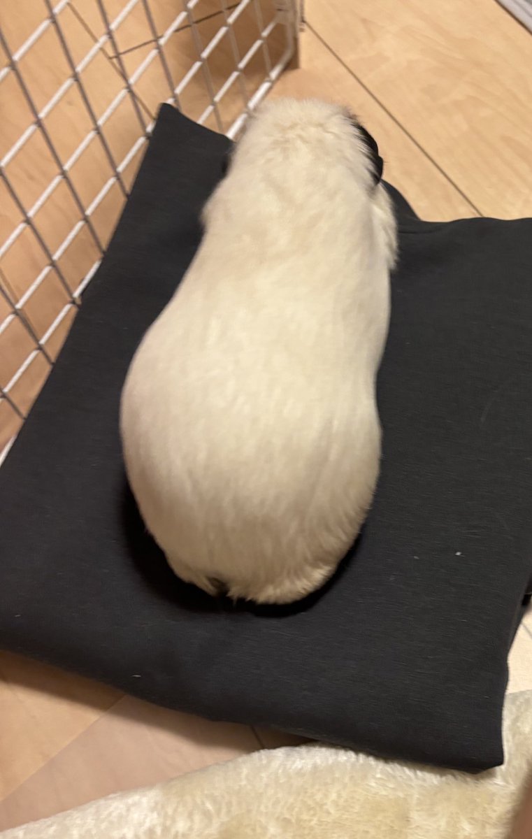 ❥ねずみい tweet media