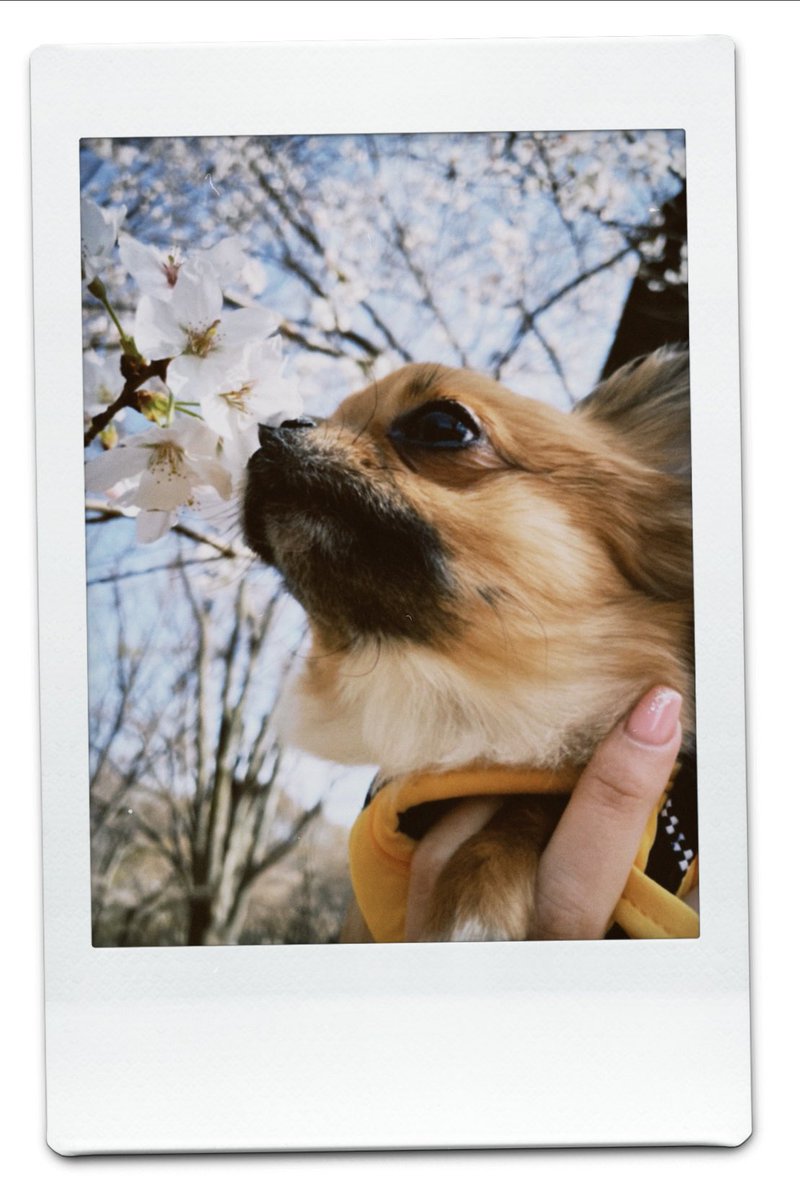 長谷川 美月(みちゅ) tweet media