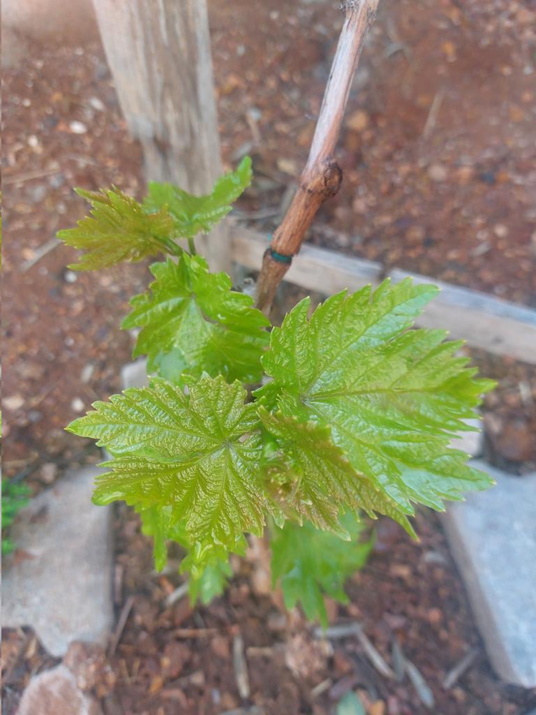 seres3524 tweet media