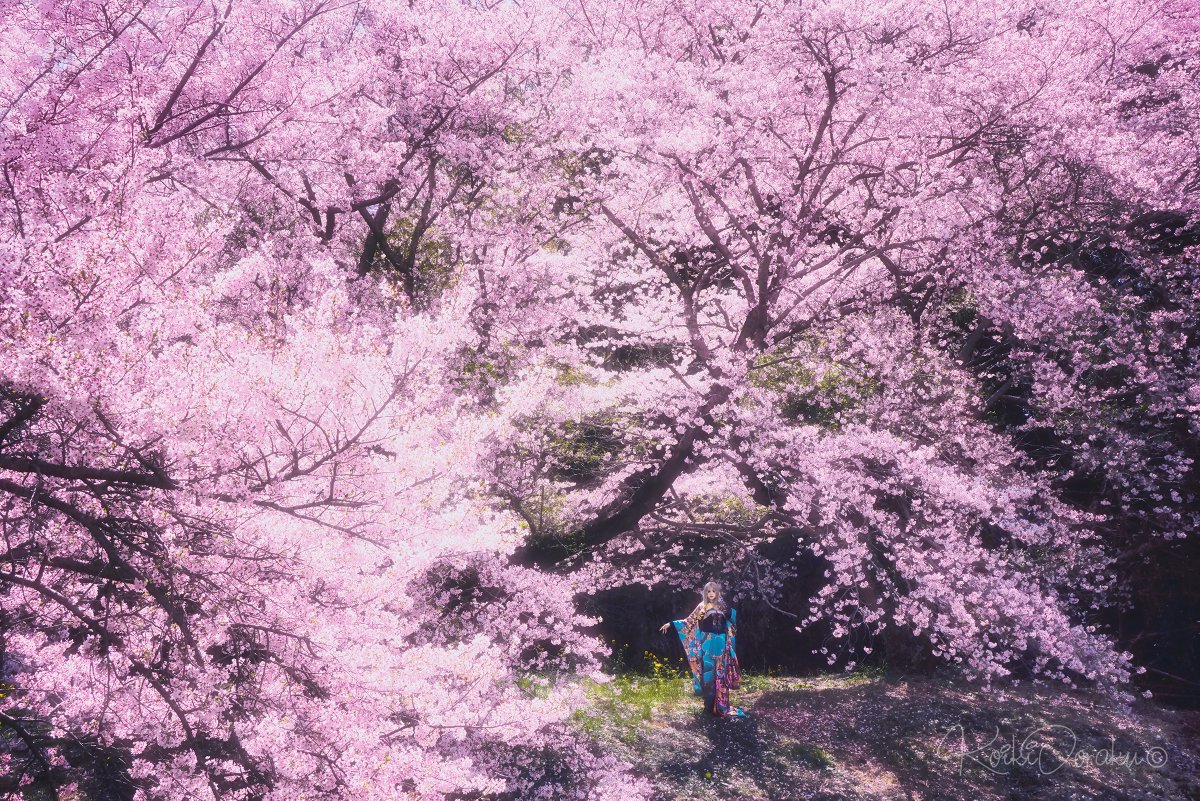 写真作家 小粋 𓃠 栃木ぬこ民 tweet media