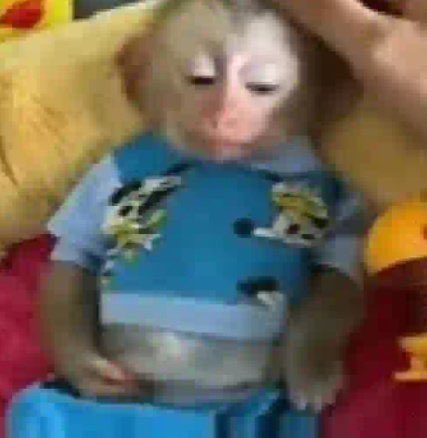 dj buceta tweet media