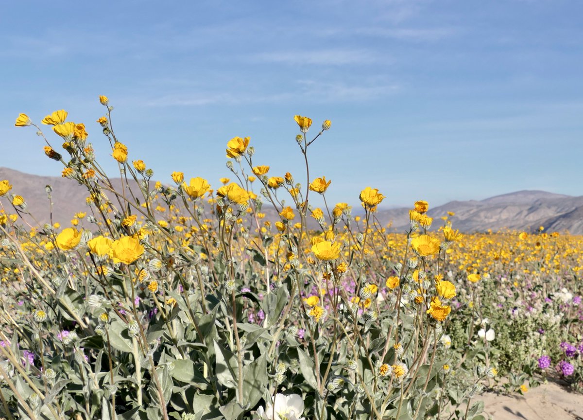 Leslie64993617's tweet photo. Desert beauty.   Desert sunflowers, Chuparosa, Paloverde tree, and indigo bush.   🌻🪻🌷🌸🌼 https://t.co/0G1Naqqdc3