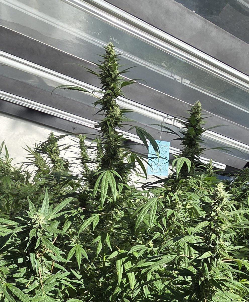 Superkanga tweet media