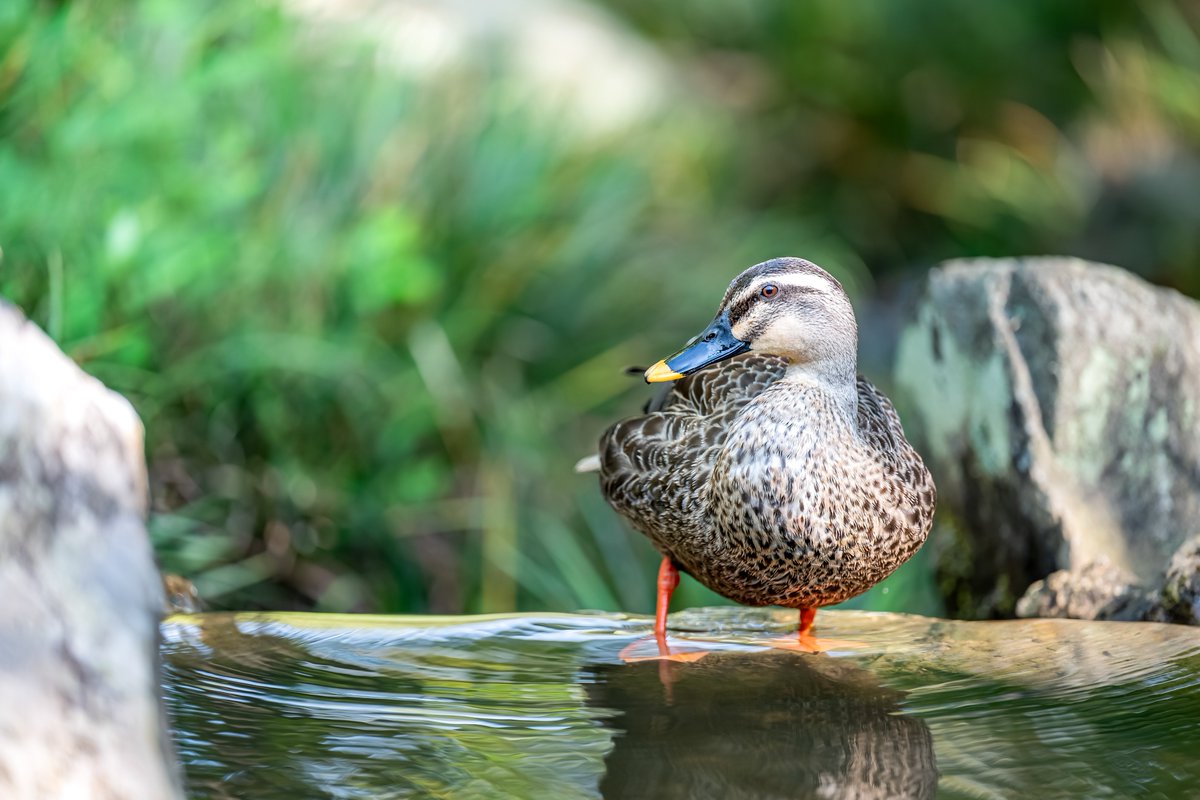 みつさん@ZX636G☄️ tweet media