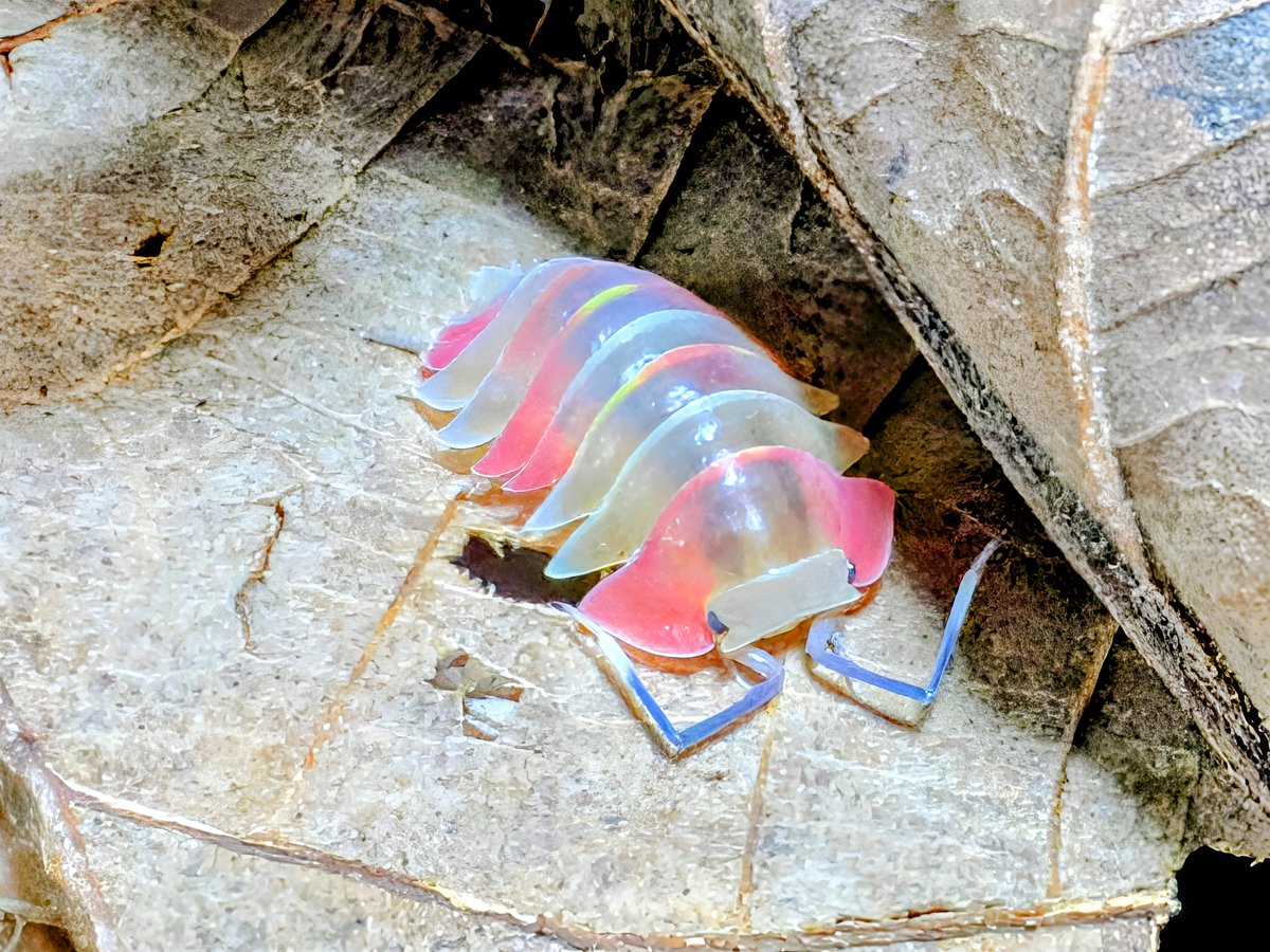 BUG.st(即売会でのリクエスト受付中) tweet media