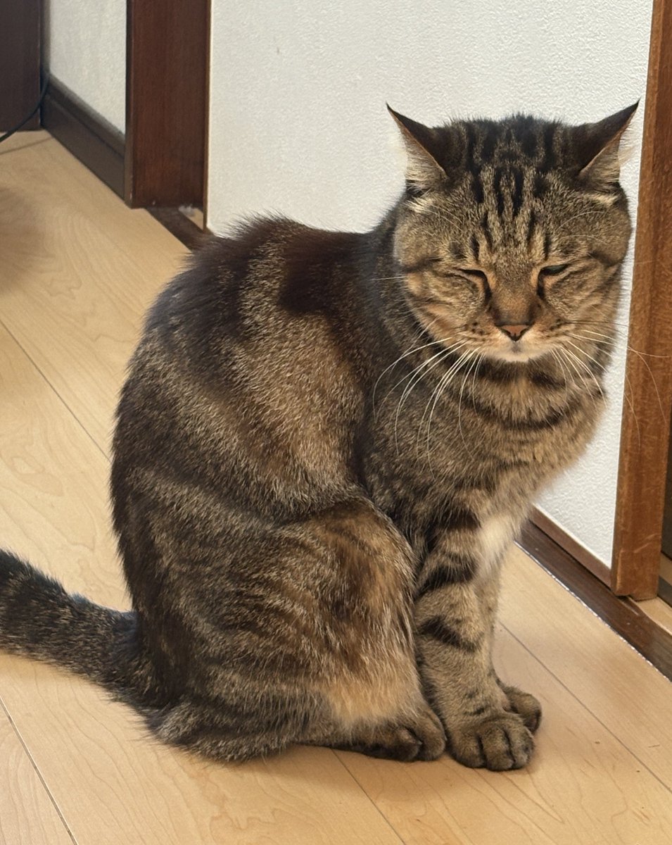 イタチョコたまご tweet media