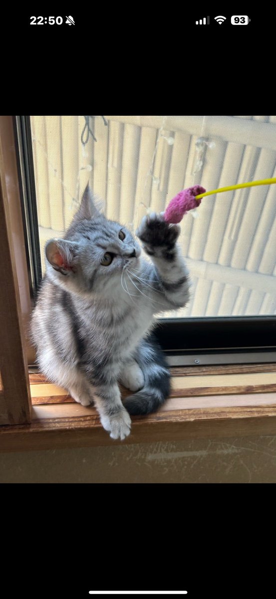 たっちぃ(全国猫カフェ巡り) tweet media