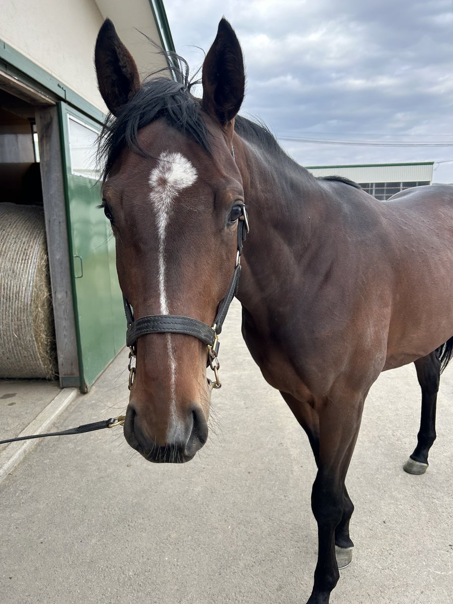 リアルダービースタリオン公式 tweet media