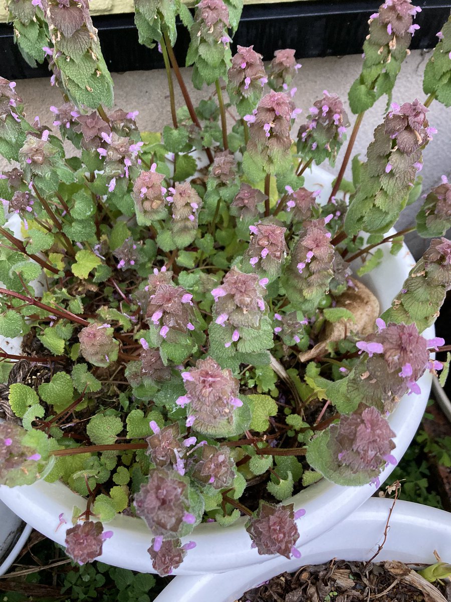 まるまる@お疲れちゃん tweet media