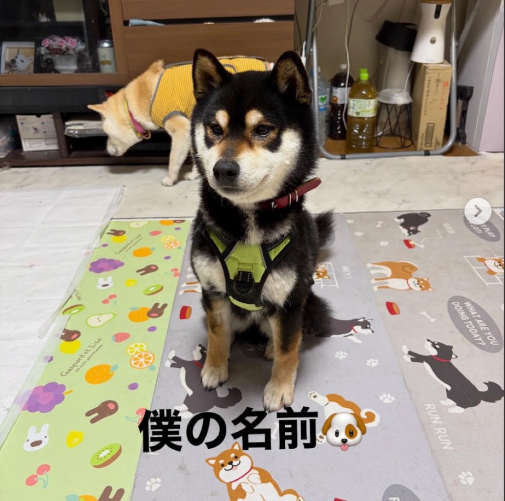 YellowFlash tweet media