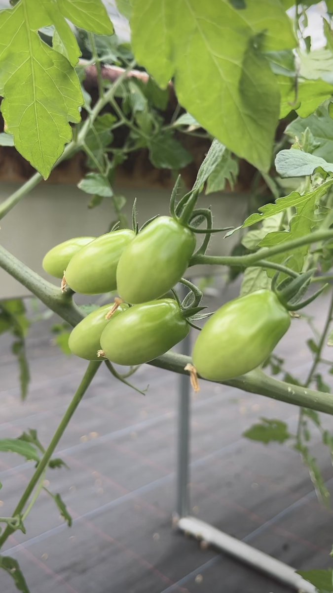 Edwin Escobar Cuevas tweet media